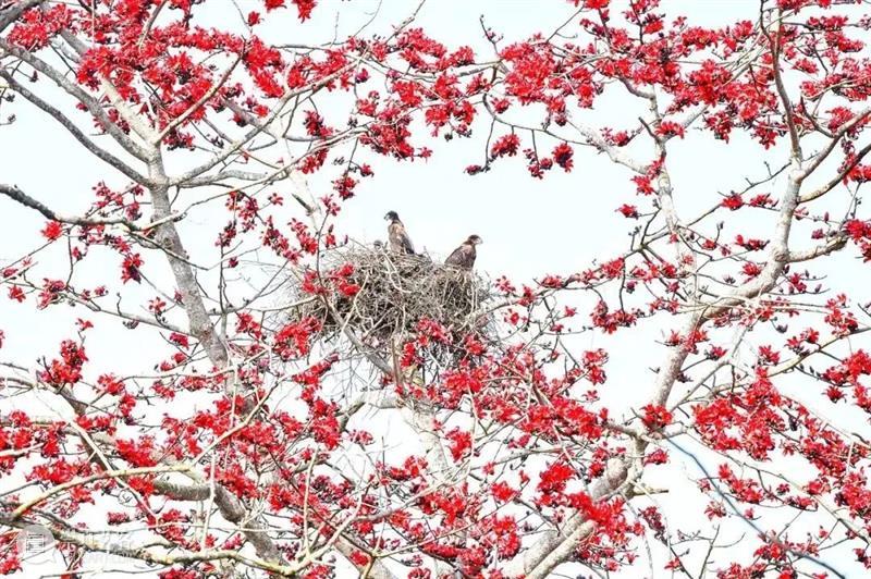 62张野生生物大片，看遍最野性的2022 崇真艺客