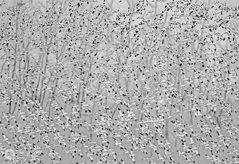 62张野生生物大片，看遍最野性的2022 崇真艺客