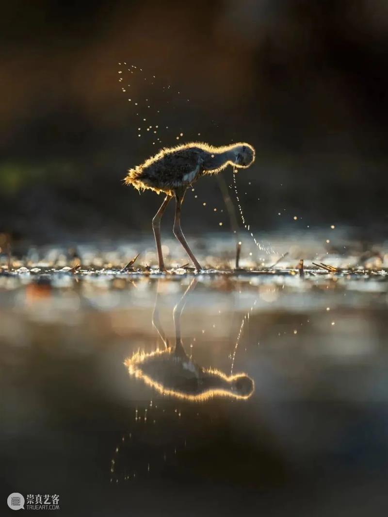 62张野生生物大片，看遍最野性的2022 崇真艺客