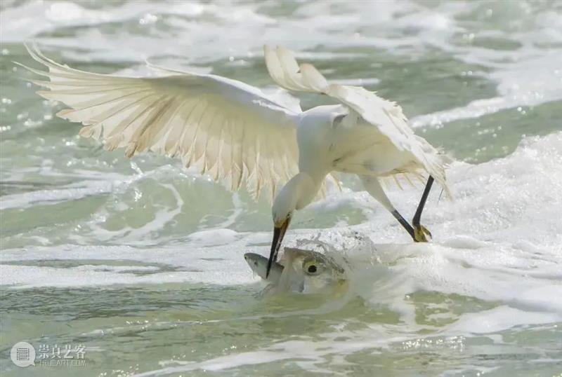 62张野生生物大片，看遍最野性的2022 崇真艺客