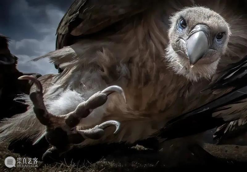 62张野生生物大片，看遍最野性的2022 崇真艺客