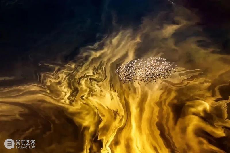 62张野生生物大片，看遍最野性的2022 崇真艺客