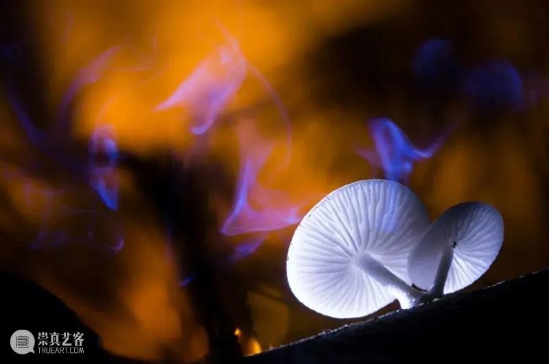 62张野生生物大片，看遍最野性的2022 崇真艺客