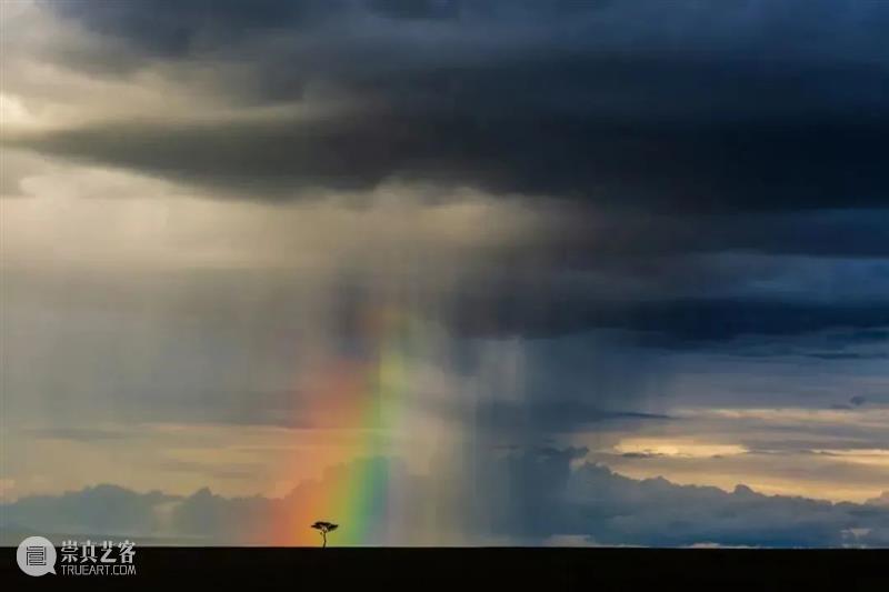 62张野生生物大片，看遍最野性的2022 崇真艺客