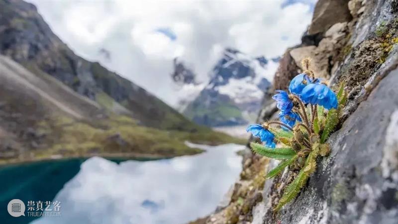 62张野生生物大片，看遍最野性的2022 崇真艺客