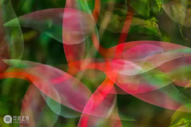 62张野生生物大片，看遍最野性的2022 崇真艺客