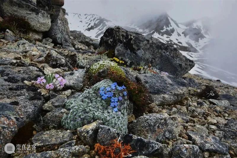62张野生生物大片，看遍最野性的2022 崇真艺客