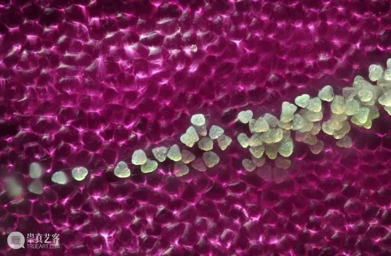 62张野生生物大片，看遍最野性的2022 崇真艺客