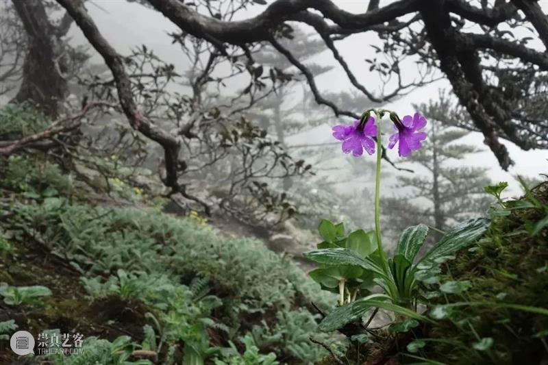 62张野生生物大片，看遍最野性的2022 崇真艺客
