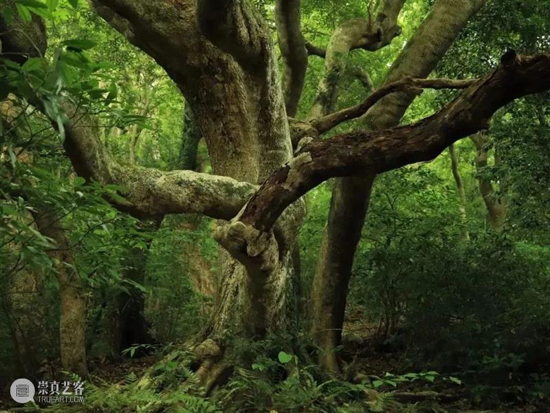 62张野生生物大片，看遍最野性的2022 崇真艺客