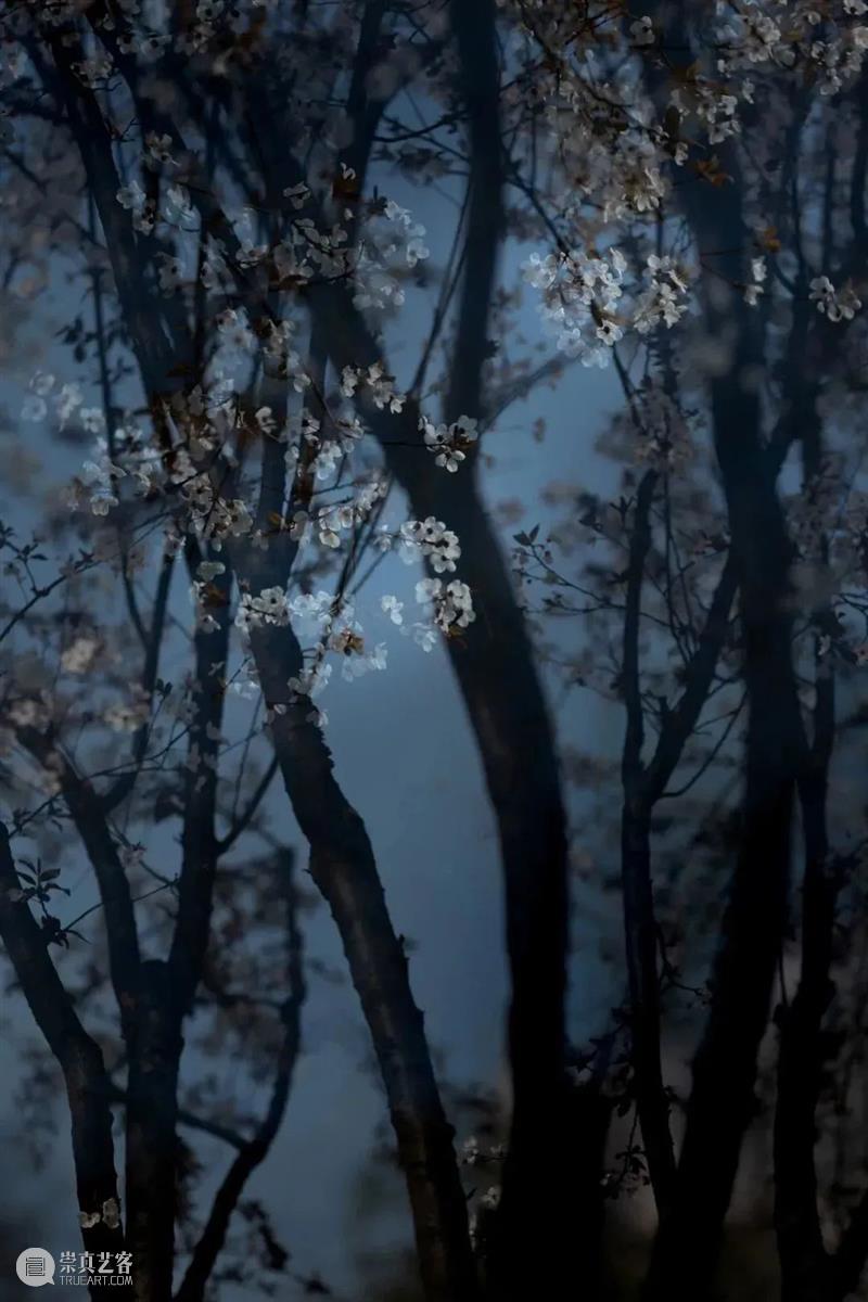 62张野生生物大片，看遍最野性的2022 崇真艺客