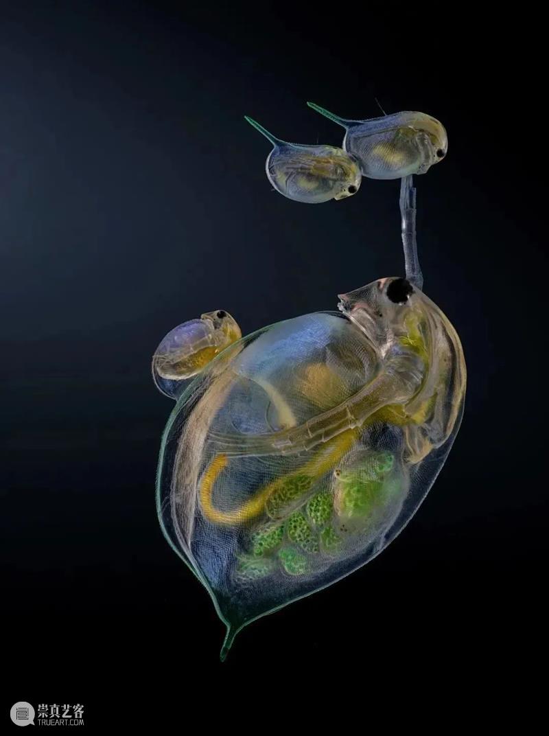 62张野生生物大片，看遍最野性的2022 崇真艺客