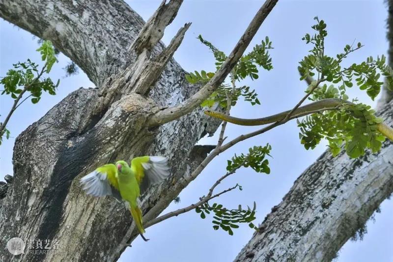 62张野生生物大片，看遍最野性的2022 崇真艺客