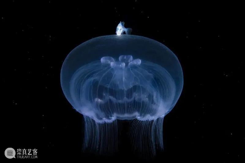 62张野生生物大片，看遍最野性的2022 崇真艺客