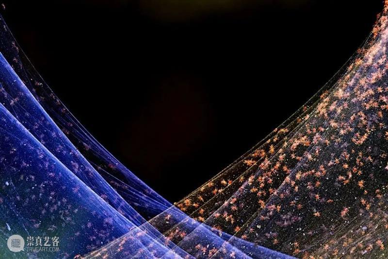 62张野生生物大片，看遍最野性的2022 崇真艺客