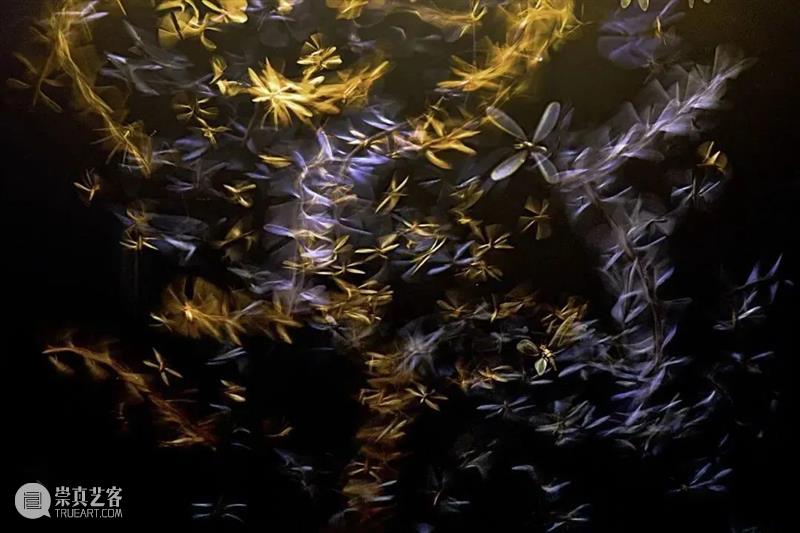 62张野生生物大片，看遍最野性的2022 崇真艺客