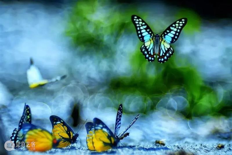 62张野生生物大片，看遍最野性的2022 崇真艺客