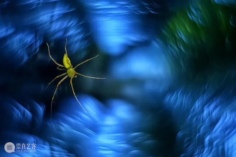 62张野生生物大片，看遍最野性的2022 崇真艺客