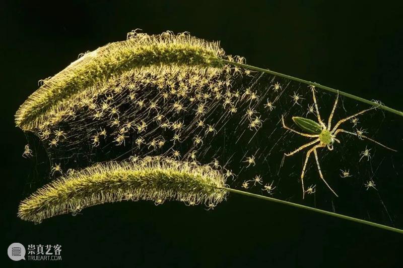 62张野生生物大片，看遍最野性的2022 崇真艺客