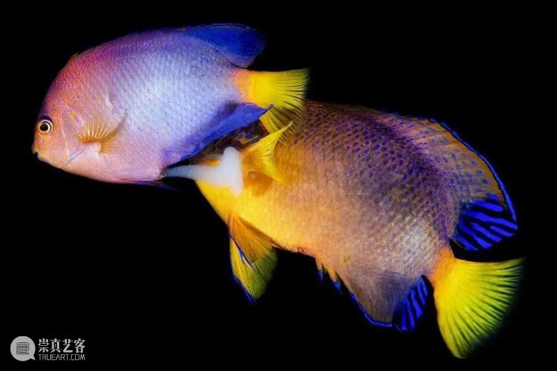 62张野生生物大片，看遍最野性的2022 崇真艺客