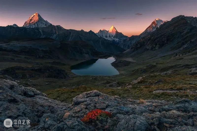 62张野生生物大片，看遍最野性的2022 崇真艺客