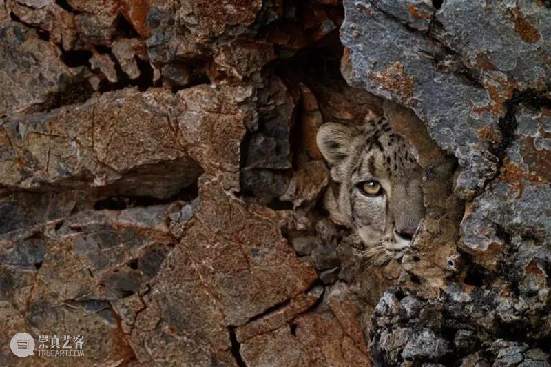 62张野生生物大片，看遍最野性的2022 崇真艺客