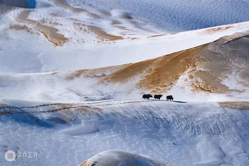 62张野生生物大片，看遍最野性的2022 崇真艺客