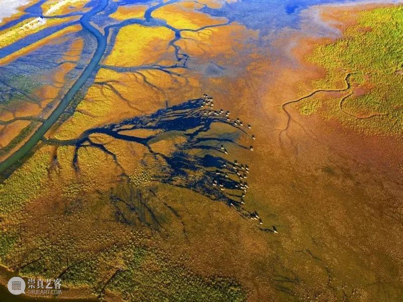 62张野生生物大片，看遍最野性的2022 崇真艺客