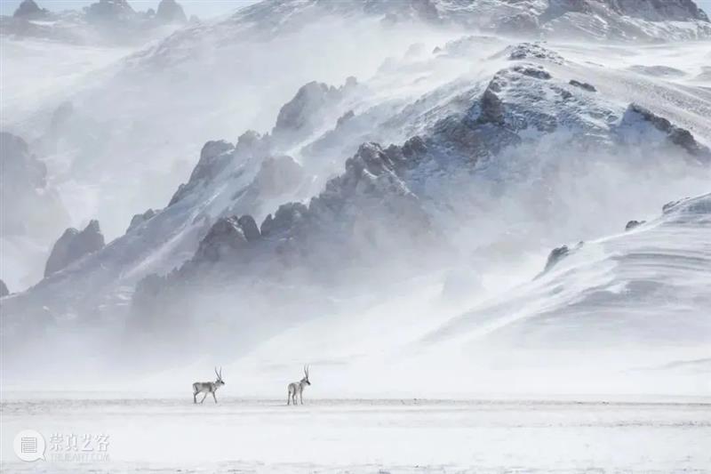 62张野生生物大片，看遍最野性的2022 崇真艺客