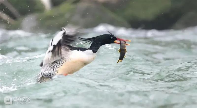 62张野生生物大片，看遍最野性的2022 崇真艺客
