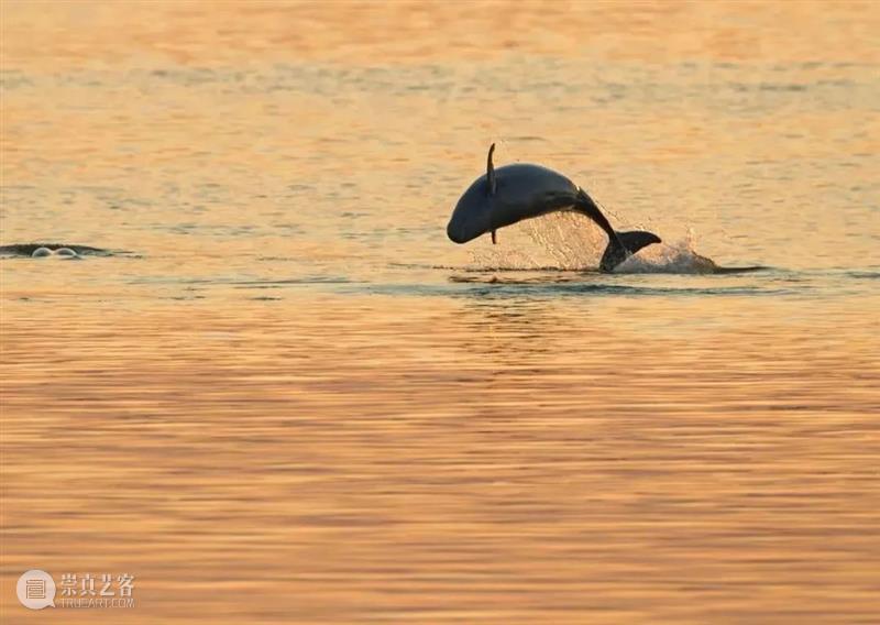62张野生生物大片，看遍最野性的2022 崇真艺客