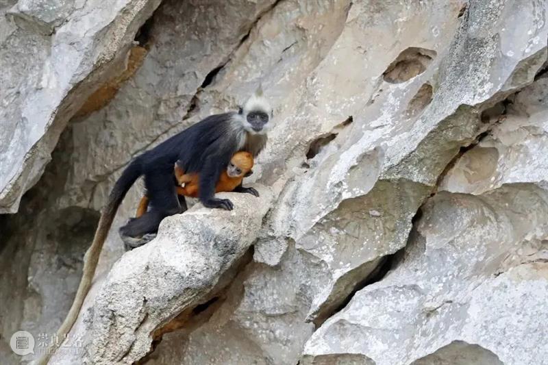 62张野生生物大片，看遍最野性的2022 崇真艺客