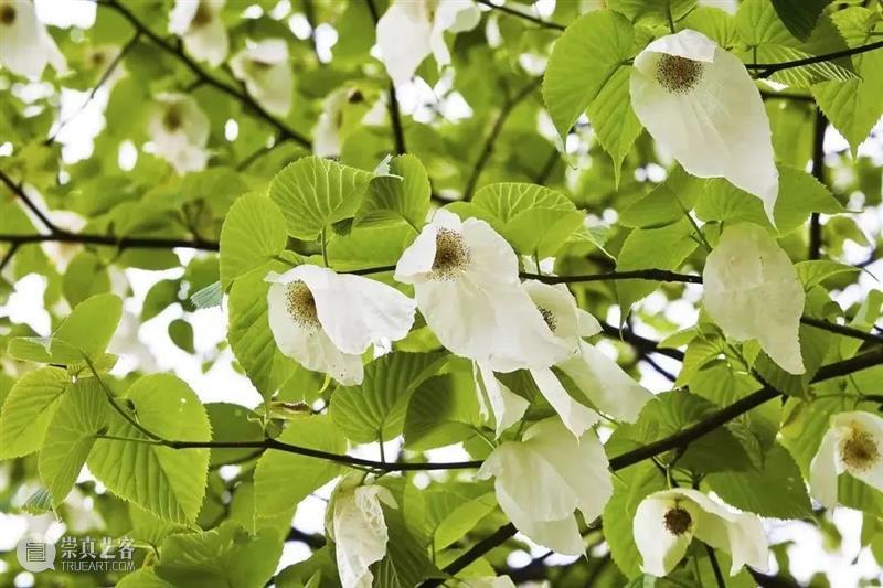 62张野生生物大片，看遍最野性的2022 崇真艺客