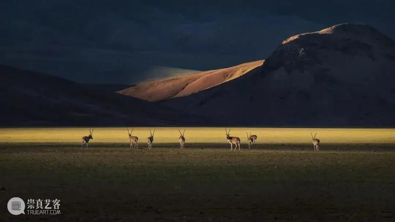 62张野生生物大片，看遍最野性的2022 崇真艺客