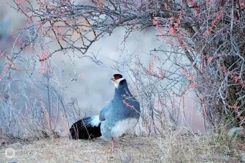 62张野生生物大片，看遍最野性的2022 崇真艺客