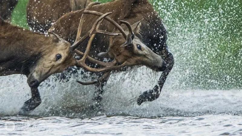 62张野生生物大片，看遍最野性的2022 崇真艺客