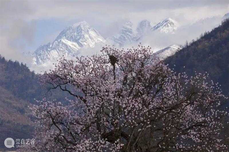 62张野生生物大片，看遍最野性的2022 崇真艺客