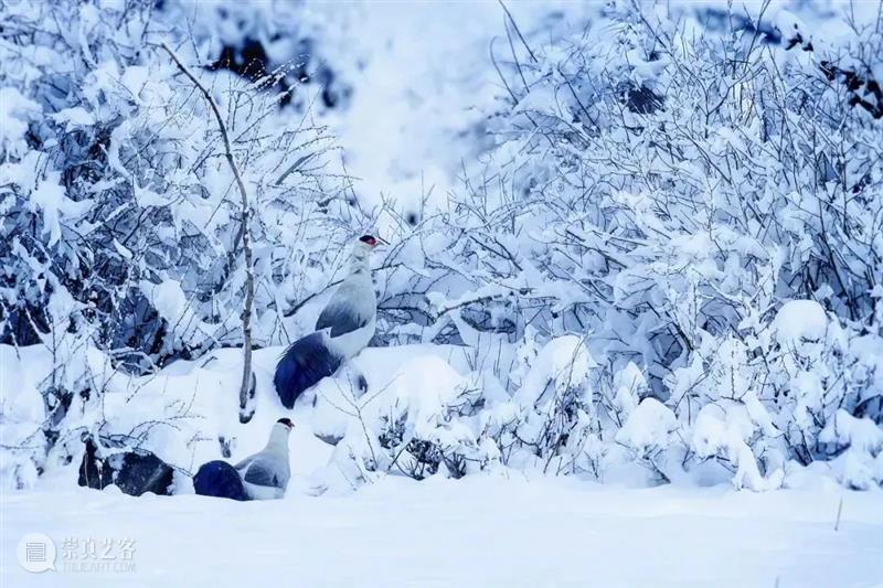62张野生生物大片，看遍最野性的2022 崇真艺客