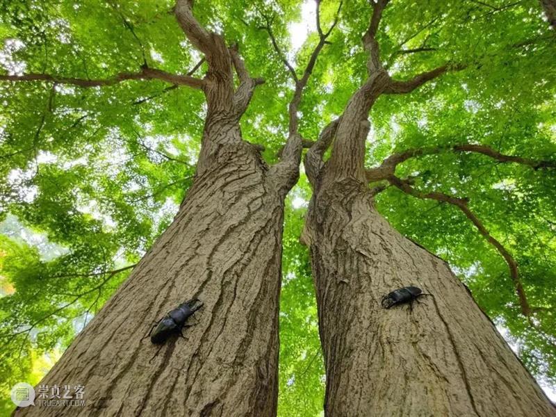 62张野生生物大片，看遍最野性的2022 崇真艺客