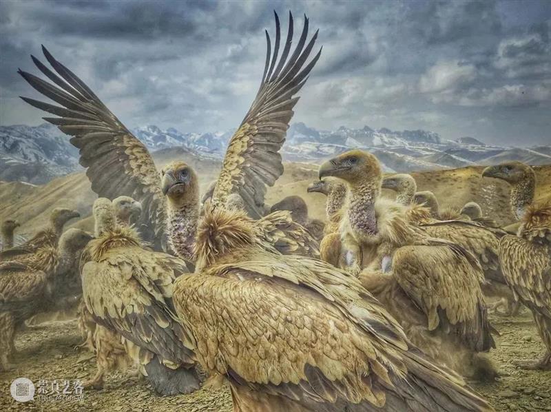 62张野生生物大片，看遍最野性的2022 崇真艺客