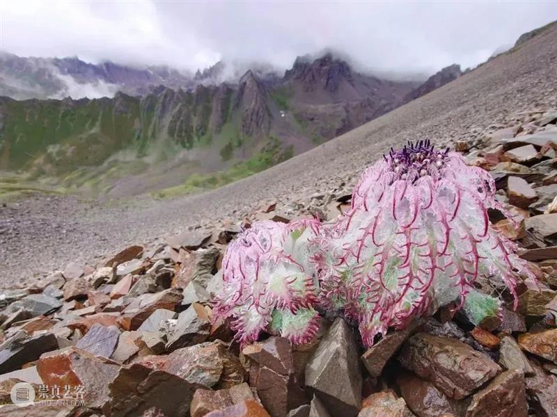 62张野生生物大片，看遍最野性的2022 崇真艺客