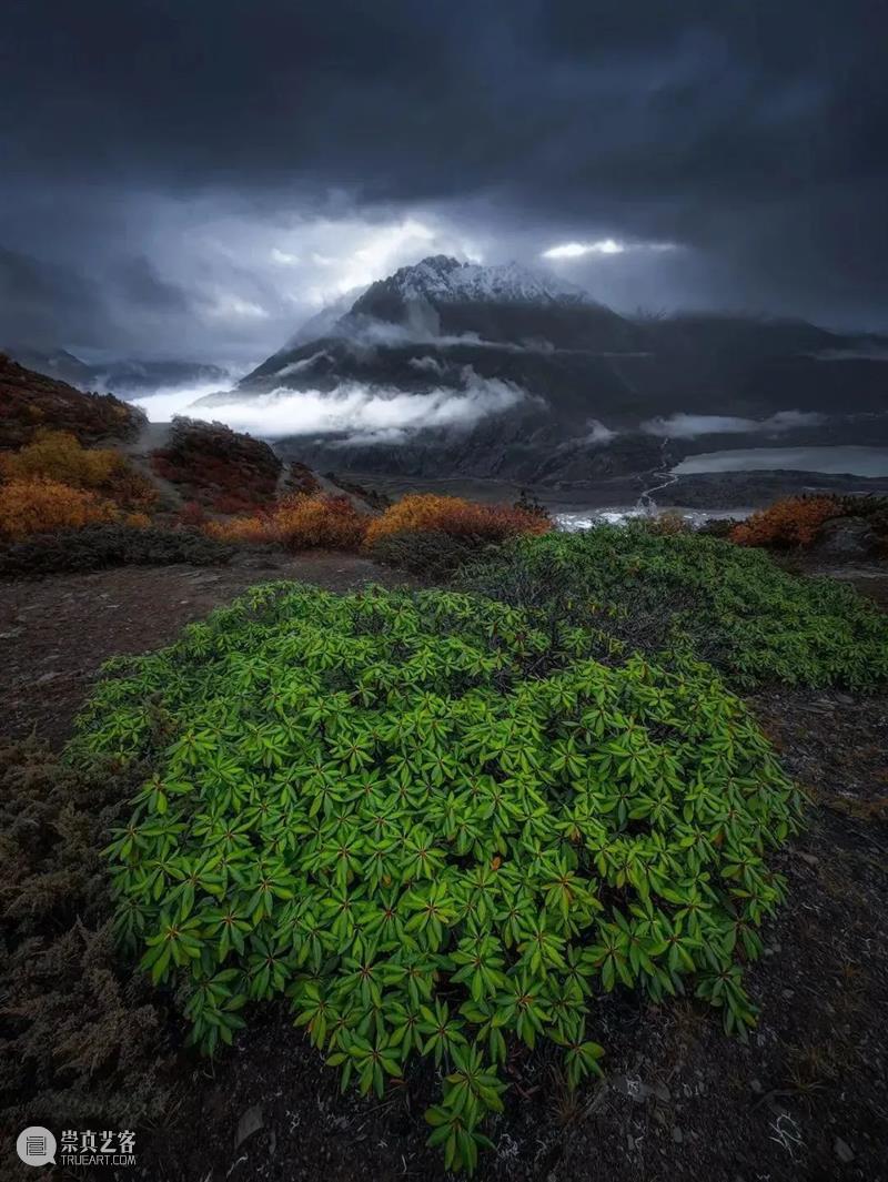 62张野生生物大片，看遍最野性的2022 崇真艺客