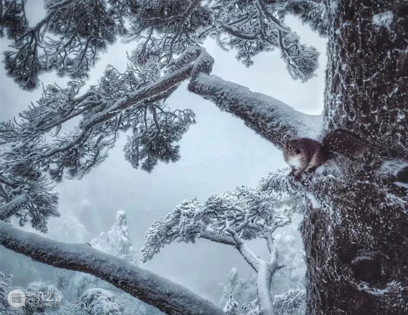 62张野生生物大片，看遍最野性的2022 崇真艺客