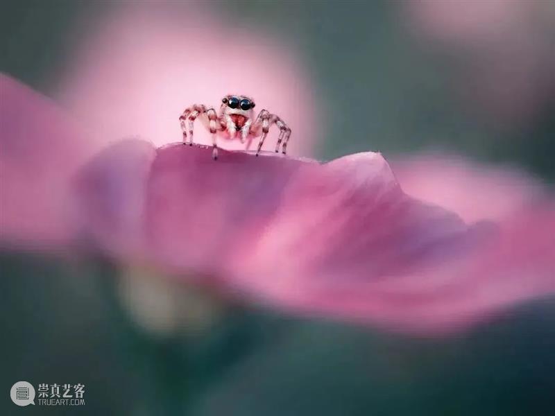 62张野生生物大片，看遍最野性的2022 崇真艺客