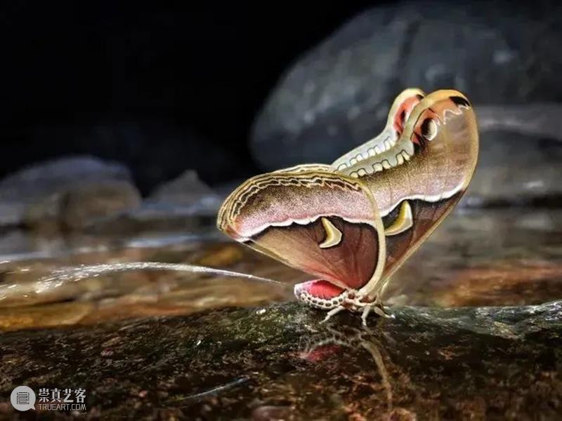 62张野生生物大片，看遍最野性的2022 崇真艺客