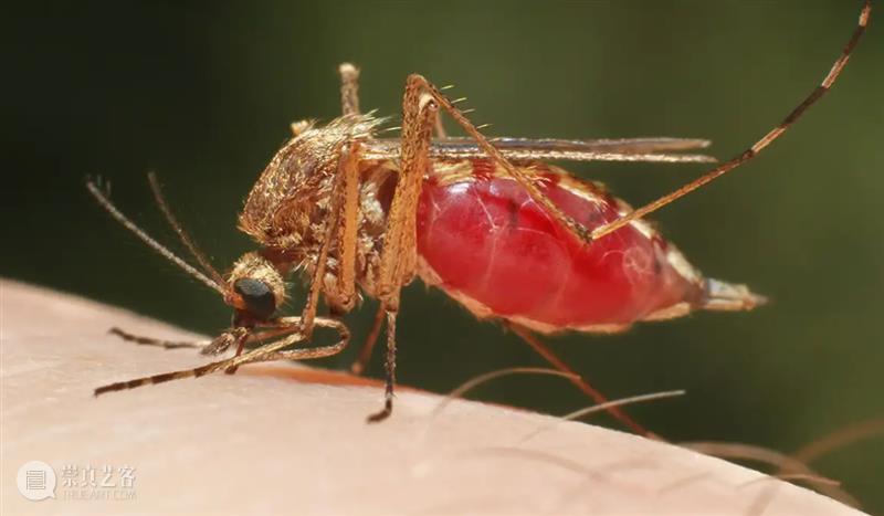 精神控制与僵尸：寄生虫是如何操纵宿主行为的？ 崇真艺客