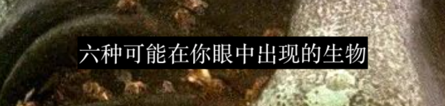 精神控制与僵尸:寄生虫是如何操纵宿主行为的? 崇真艺客