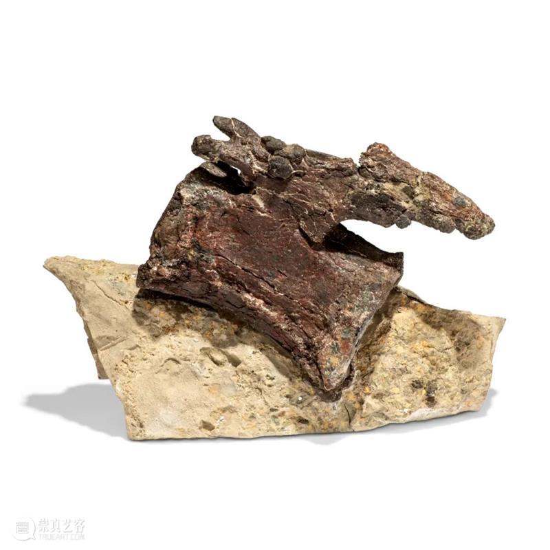 恐龙化石(或恐龙骨、牙齿和脚印)收藏指南 崇真艺客