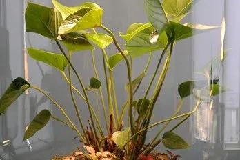 设计未来丨释放“亲生物设计”的自然想象 崇真艺客