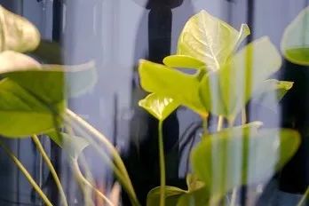 设计未来丨释放“亲生物设计”的自然想象 崇真艺客